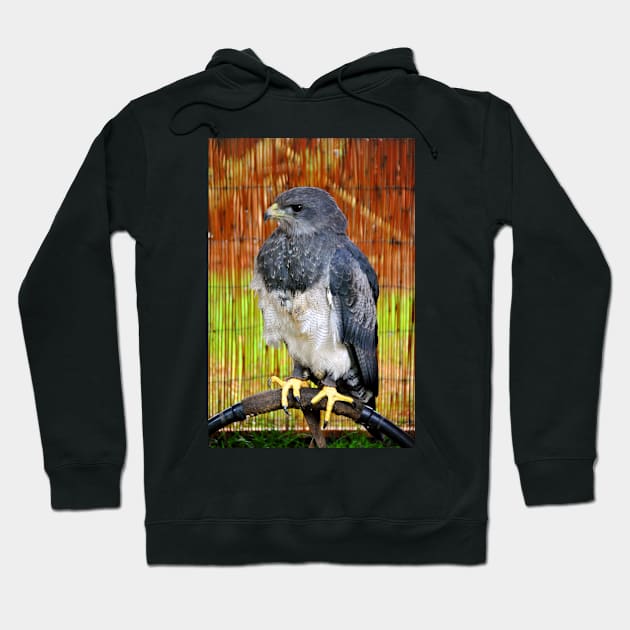 Chilean Eagle Black Chested Buzzard Hoodie by AndyEvansPhotos